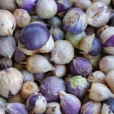 Physalis: zdravstvene koristi i štete